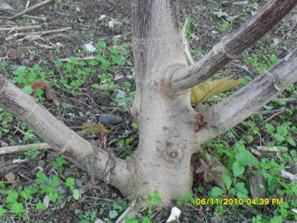 Name:  SDC15931.jpg
Views: 666
Size:  70.9 KB