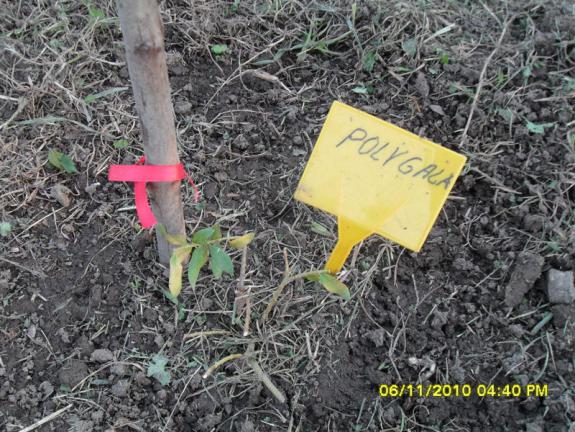 Name:  SDC15937.jpg
Views: 685
Size:  72.4 KB
