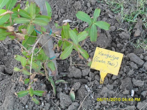 Name:  SDC15950.jpg
Views: 710
Size:  71.5 KB