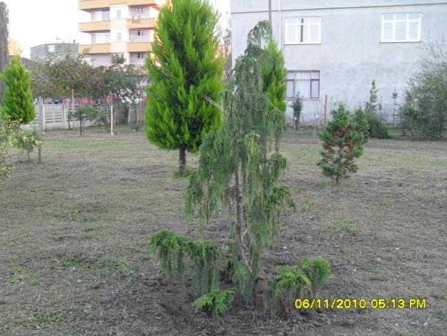 Name:  SDC16062.jpg
Views: 659
Size:  62.4 KB