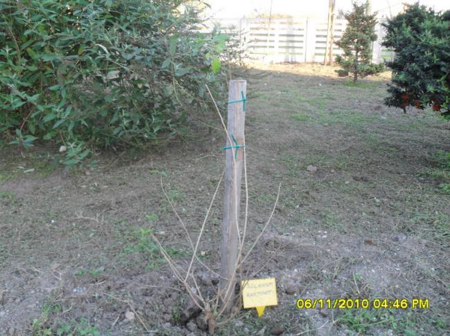 Name:  SDC15955.jpg
Views: 662
Size:  70.1 KB