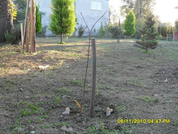 Name:  SDC15961.jpg
Views: 695
Size:  70.9 KB