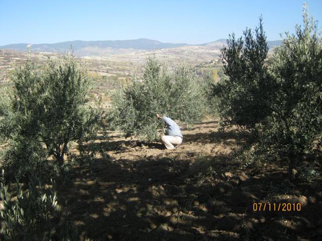 Name:  budama.jpg
Views: 1328
Size:  69.9 KB