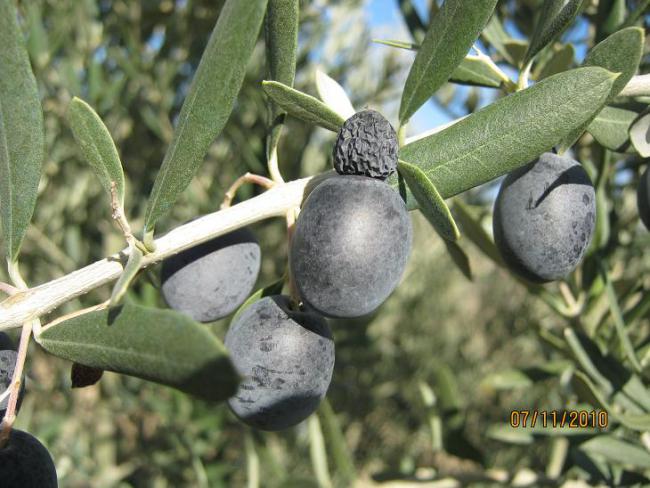 Name:  zeytin.jpg
Views: 1273
Size:  54.2 KB