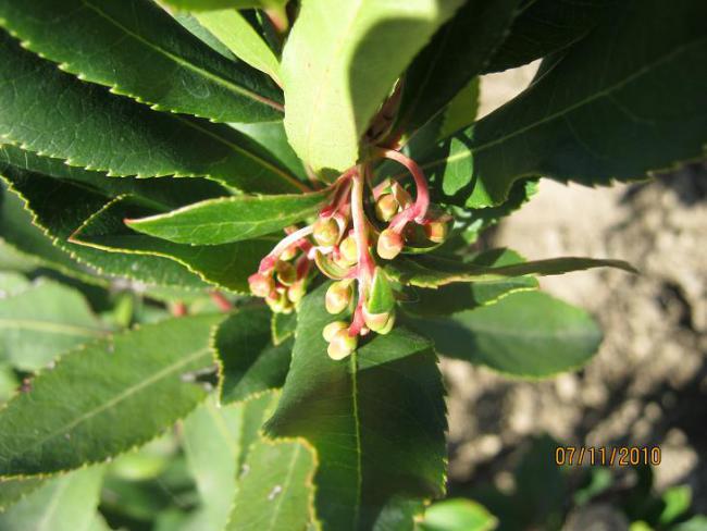 Name:  arbutus unedo.jpg
Views: 1498
Size:  44.7 KB
