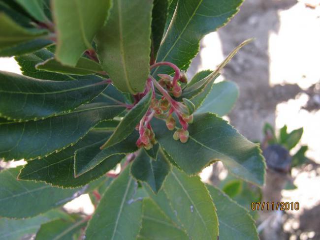 Name:  arbutus unedo 1.jpg
Views: 1493
Size:  38.5 KB