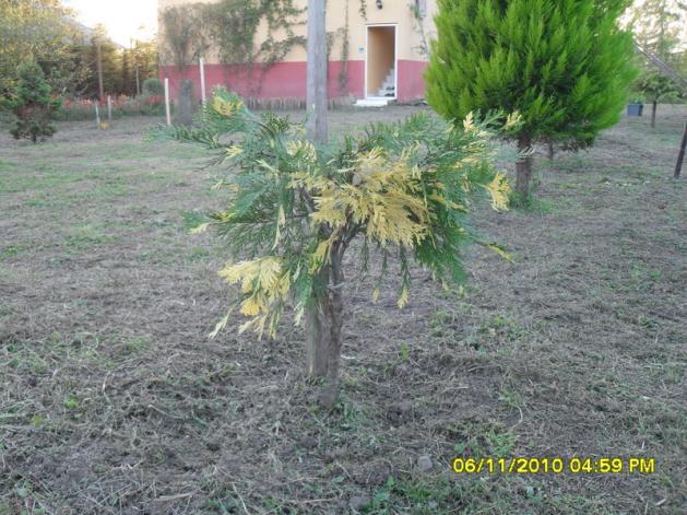 Name:  SDC15998.jpg
Views: 647
Size:  70.3 KB
