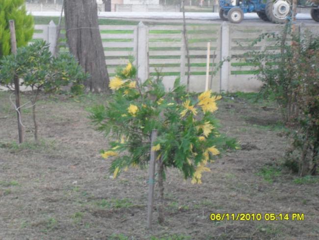 Name:  SDC16065.jpg
Views: 663
Size:  52.9 KB