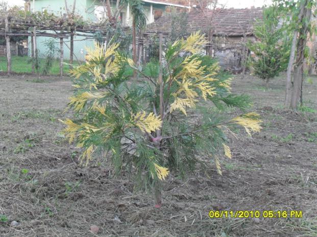 Name:  SDC16075.jpg
Views: 636
Size:  71.0 KB