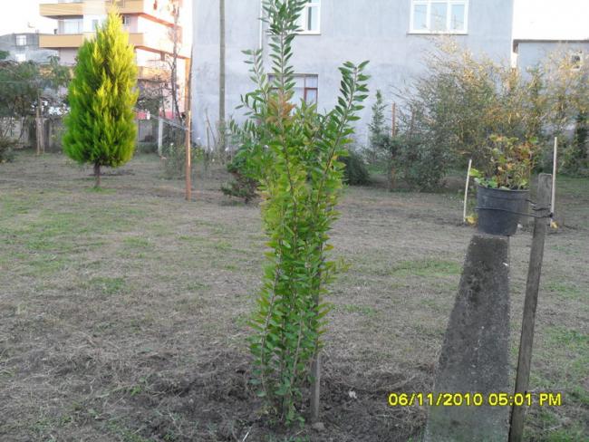 Name:  SDC16008.jpg
Views: 512
Size:  64.4 KB