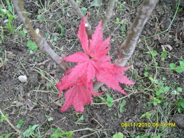 Name:  SDC16071.jpg
Views: 498
Size:  72.4 KB