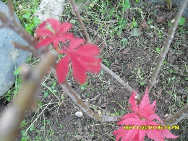 Name:  SDC16072.jpg
Views: 494
Size:  70.9 KB