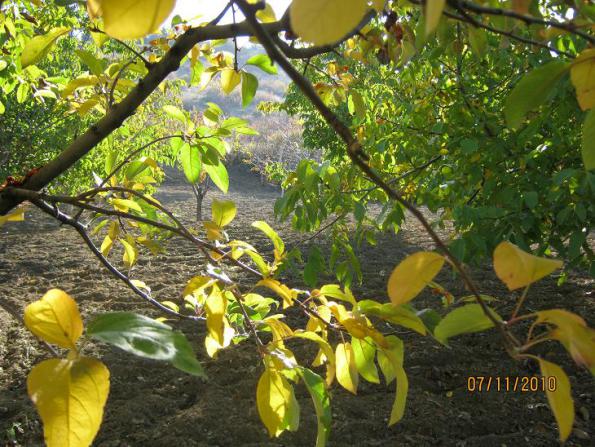 Name:  sonbahar 1.jpg
Views: 1287
Size:  71.7 KB