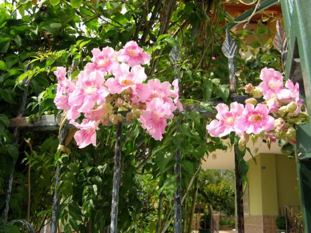 Name:  pembe acem borusu.jpg
Views: 2554
Size:  71.5 KB
