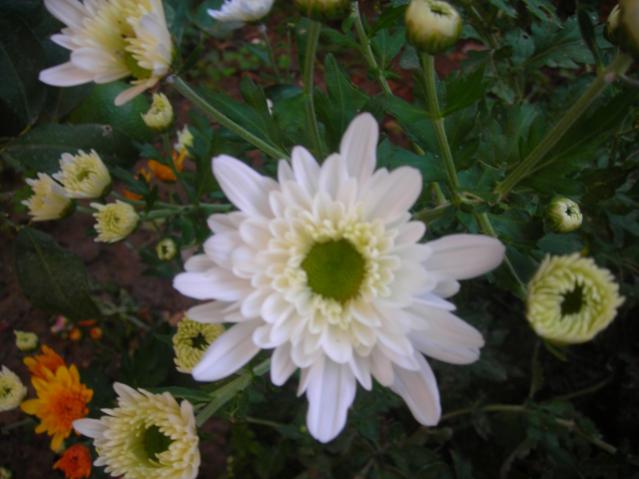 Name:  DSCN3793.jpg
Views: 1075
Size:  37.7 KB