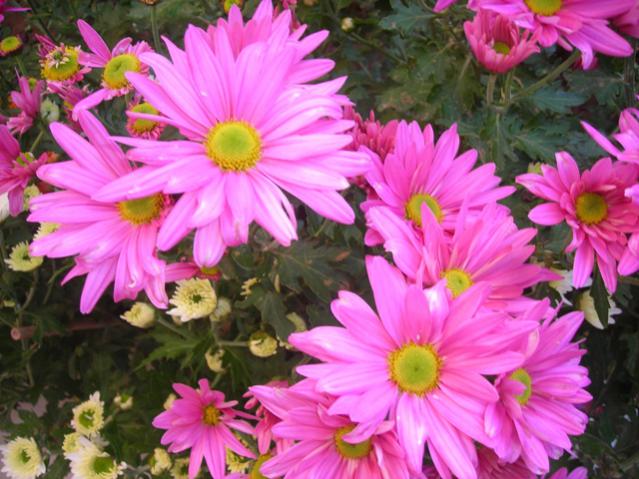 Name:  DSCN3794.jpg
Views: 1038
Size:  57.5 KB