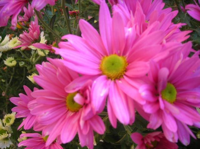 Name:  DSCN3795.jpg
Views: 1044
Size:  44.2 KB