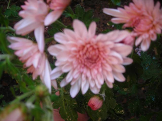 Name:  DSCN3798.jpg
Views: 1026
Size:  32.6 KB