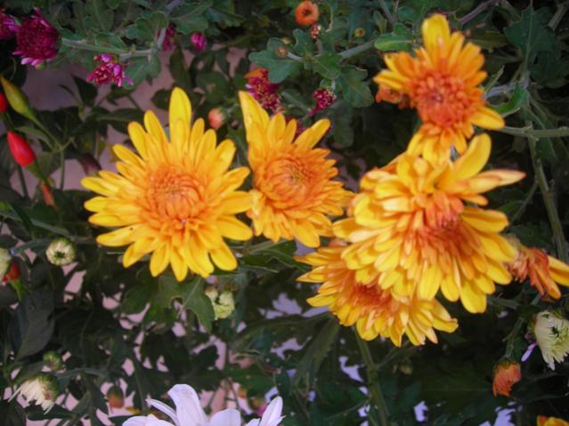 Name:  DSCN3800.jpg
Views: 1010
Size:  51.2 KB