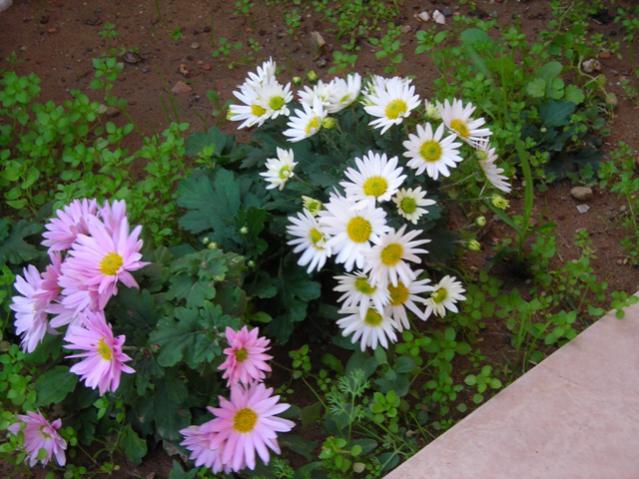 Name:  DSCN3832.jpg
Views: 978
Size:  58.0 KB