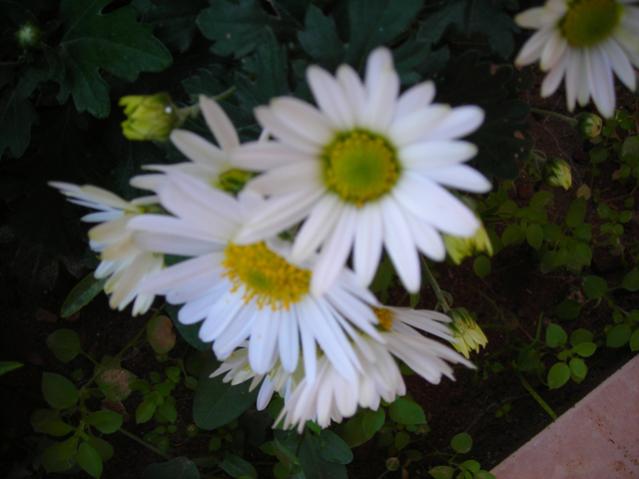 Name:  DSCN3814.jpg
Views: 961
Size:  33.1 KB