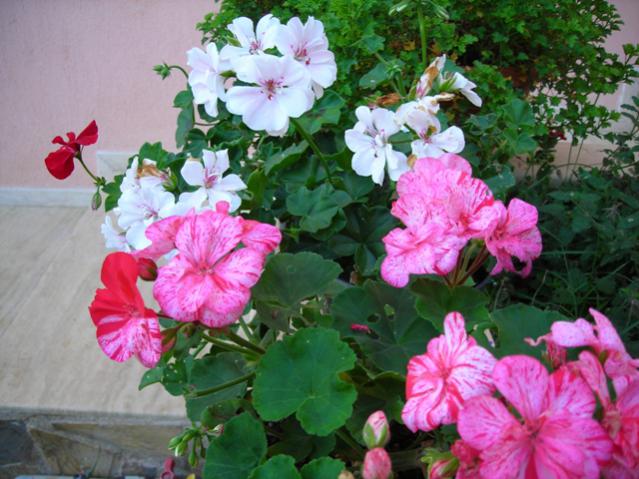 Name:  DSCN3805.jpg
Views: 1001
Size:  55.7 KB