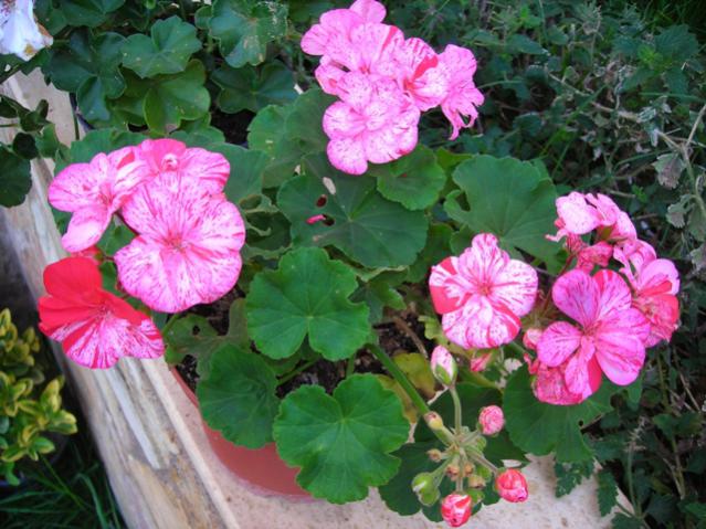 Name:  DSCN3804.jpg
Views: 1049
Size:  60.0 KB