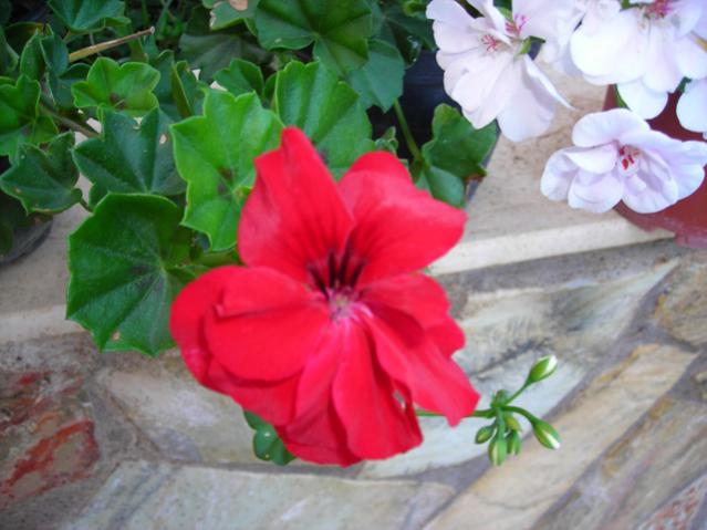 Name:  DSCN3808.jpg
Views: 1040
Size:  41.1 KB