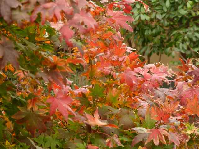 Name:  Bahe 11 Kasm 2010 027.JPG
Views: 1644
Size:  53.3 KB