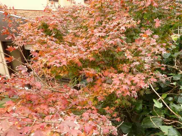 Name:  Bahe 11 Kasm 2010 028.JPG
Views: 1685
Size:  69.6 KB