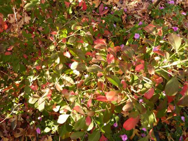 Name:  Bahe 13 kasm 2010 027.JPG
Views: 1659
Size:  68.3 KB