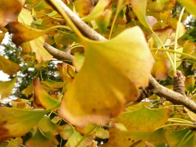 Name:  Bahe 11 Kasm 2010 032.JPG
Views: 1639
Size:  44.3 KB