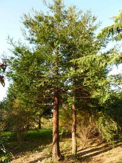 Name:  Bahe 13 kasm 2010 037.JPG
Views: 1878
Size:  65.5 KB