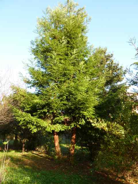 Name:  Bahe 13 kasm 2010 038.JPG
Views: 1743
Size:  53.0 KB