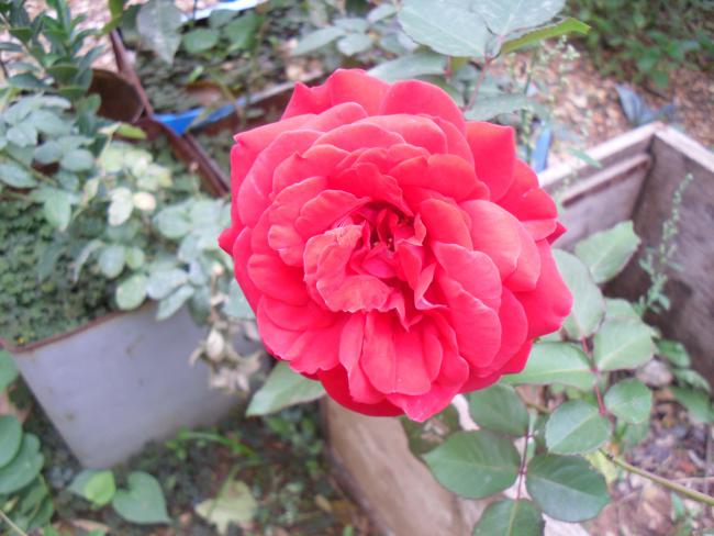 Name:  SDC11468 copy.jpg
Views: 774
Size:  47.8 KB