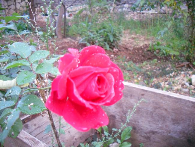 Name:  SDC11580 copy.jpg
Views: 753
Size:  56.6 KB