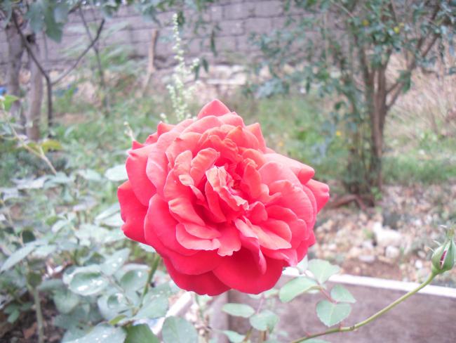Name:  SDC11467 copy.jpg
Views: 742
Size:  48.3 KB