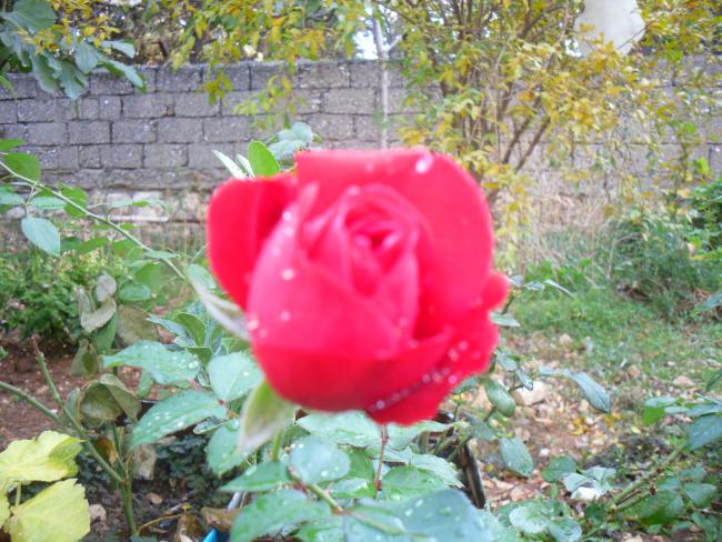 Name:  SDC11586 copy.jpg
Views: 817
Size:  67.1 KB