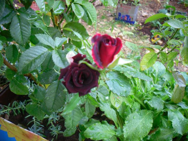 Name:  SDC11588 copy.jpg
Views: 921
Size:  65.5 KB