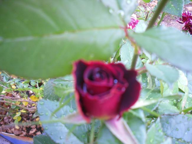 Name:  SDC11589 copy.jpg
Views: 767
Size:  37.4 KB