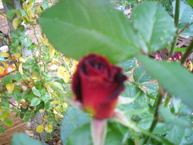 Name:  SDC11590 copy.jpg
Views: 718
Size:  49.6 KB