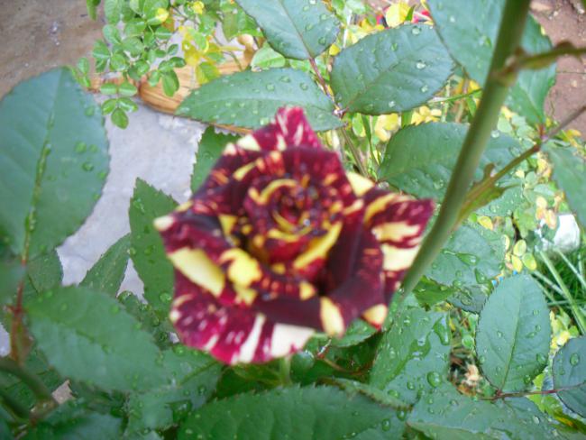 Name:  SDC11591 copy.jpg
Views: 685
Size:  52.6 KB