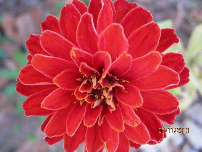 Name:  zinnia.jpg
Views: 1375
Size:  39.7 KB