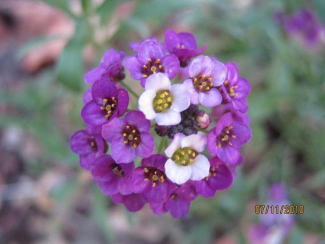 Name:  alisyum 1.jpg
Views: 1526
Size:  33.1 KB