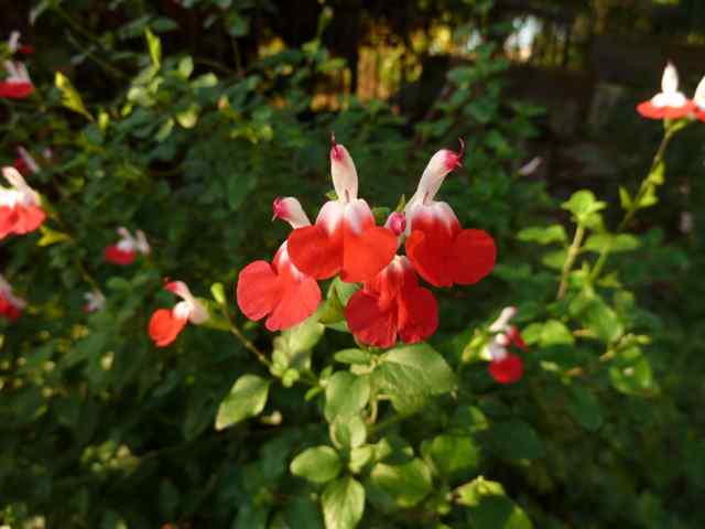 Name:  Bahe 13 kasm 2010 013.JPG
Views: 1052
Size:  39.6 KB