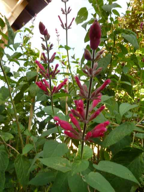 Name:  Bahe 20 Kam 2010 004.JPG
Views: 944
Size:  50.2 KB
