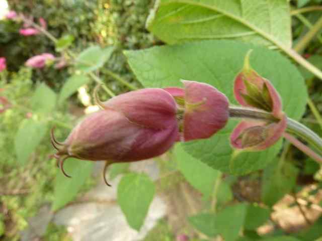 Name:  Bahe 20 Kam 2010 007.JPG
Views: 989
Size:  35.4 KB