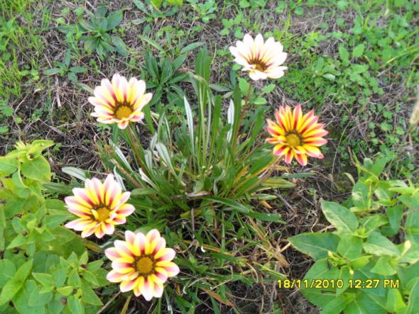 Name:  039-1.jpg
Views: 519
Size:  72.9 KB