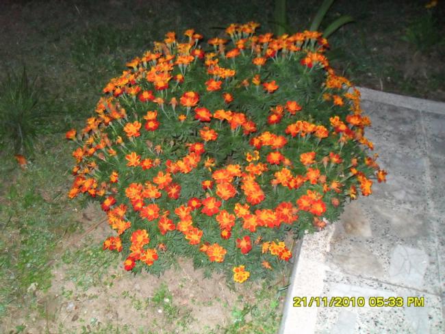 Name:  038.jpg
Views: 549
Size:  67.6 KB