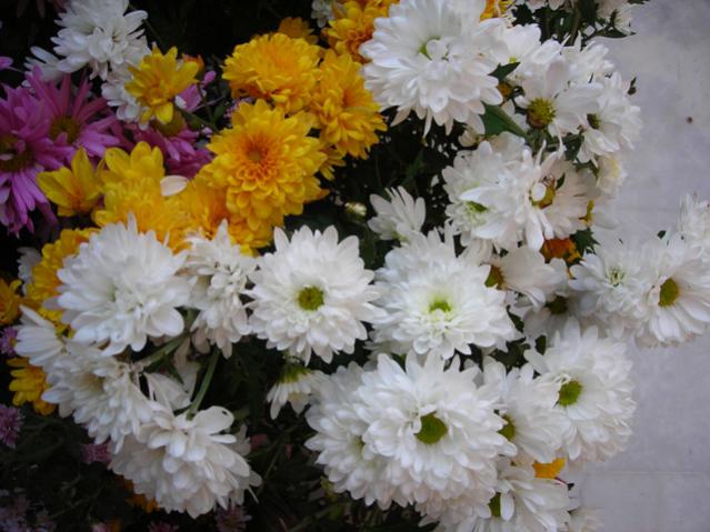 Name:  DSCN3908.jpg
Views: 522
Size:  50.0 KB